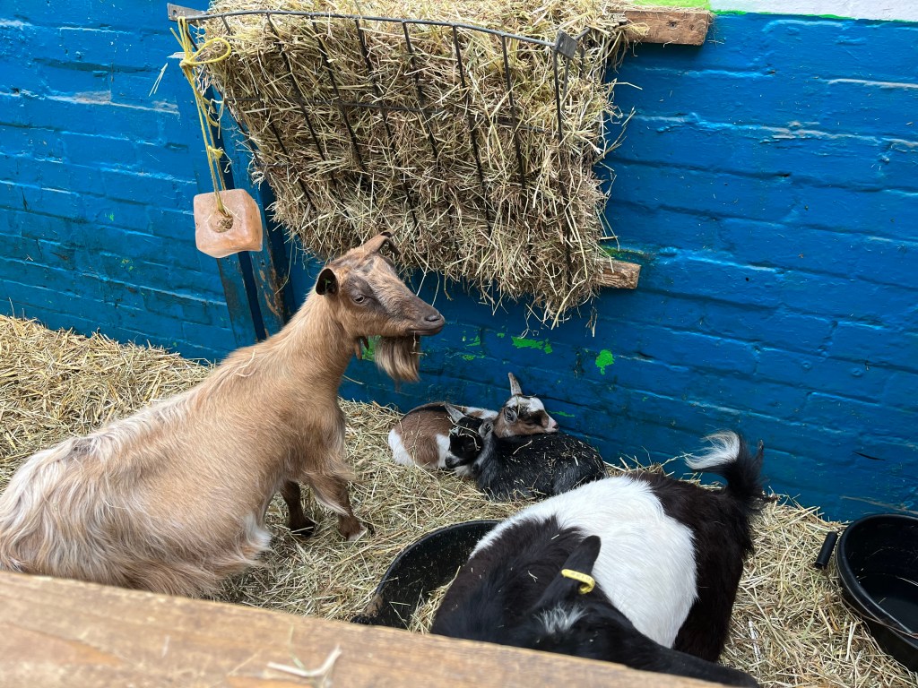 How to move the zoo into the studio 11’03’’&nbsp;stereo